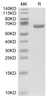 APOE4/Apolipoprotein E hFc Chimera, Human