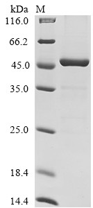 Asporin (Aspn), mouse, recombinant