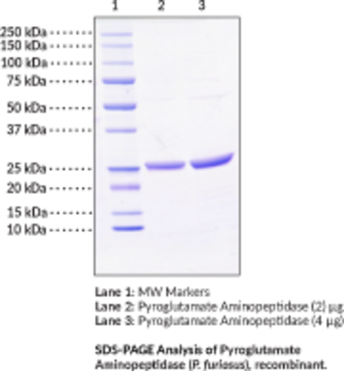 Pyroglutamate Aminopeptidase (P. furiosus, recombinant)