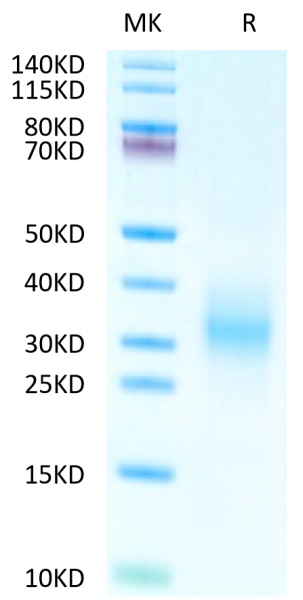 Human CD37 Protein