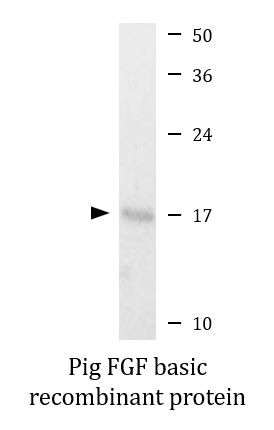 Pig FGF basic recombinant protein (Active)