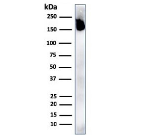 Anti-CD45RA (Leukocyte marker), clone rPTPRC/1131