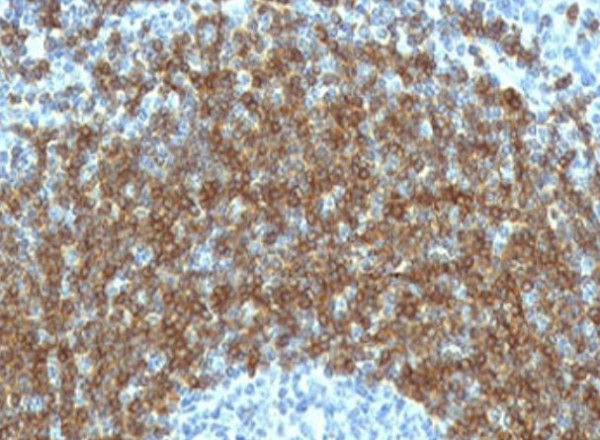 Anti-CD79b, clone CDLA79b-1