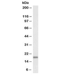 Anti-Pleiotrophin Biotin Conjugate