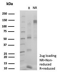 Anti-ZNF495 / ZSCAN5A, clone PCRP-ZSCAN5A-2H4