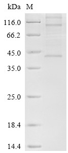 Chemerin-like receptor 1 (CMKLR1), human, recombinant