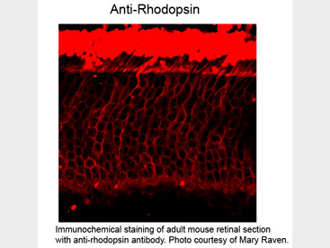 Anti-Rhodopsin, clone 1D4