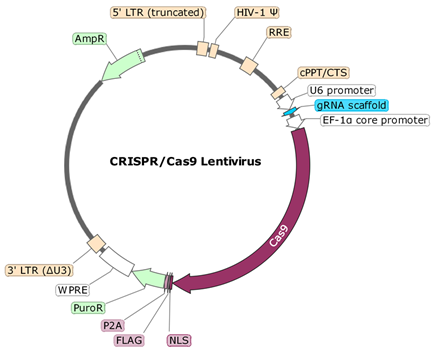 CRBN CRISPR/Cas9 Lentivirus (Non-Integrating)