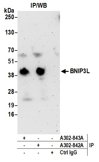 Anti-BNIP3L