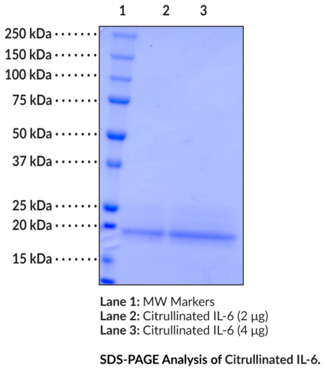 Citrullinated Interleukin-6 (human, recombinant)