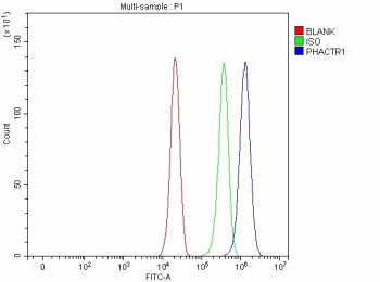 Anti-PHACTR1 / Phosphatase and actin regulator 1