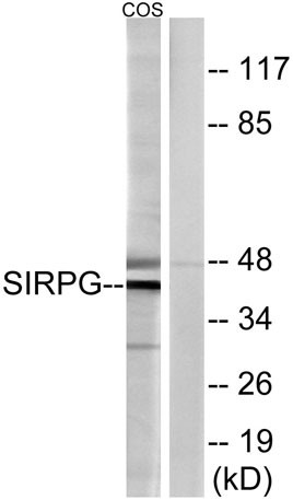 Anti-CD172g