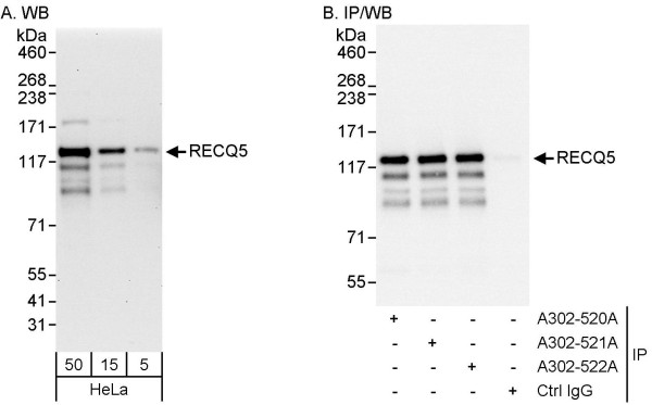 Anti-RECQ5