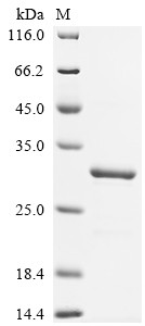 Cytochrome c oxidase subunit 5A, mitochondrial (Cox5a), mouse, recombinant