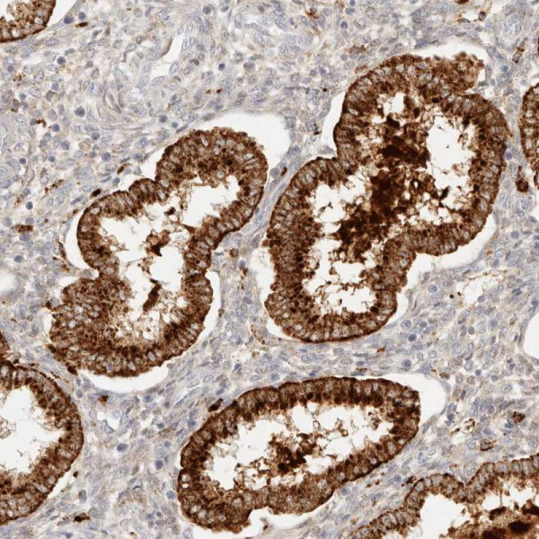 Anti-RNASET2