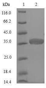 Acyl carrier protein (acpP), Staphylococcus aureus, recombinant