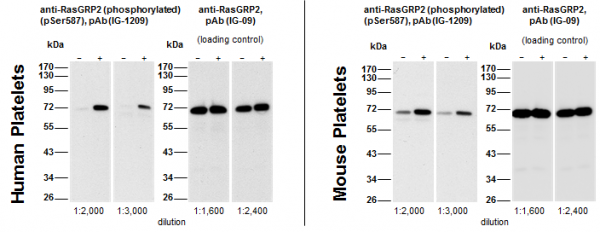 Anti-phospho-RasGRP2 (Ser587), pAb (IG-1209)
