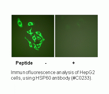 Anti-HSP60