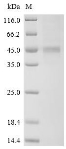 Interleukin-20 receptor subunit beta (IL20RB), partial, recombinant human