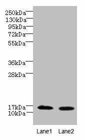 Anti-FAM136A