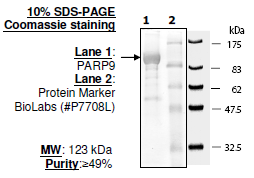 PARP9, active human recombinant protein