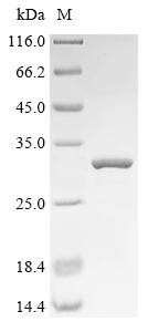 Protein FAM3B (FAM3B), human, recombinant