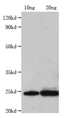 Anti-M Monoclonal, clone 1F9H6