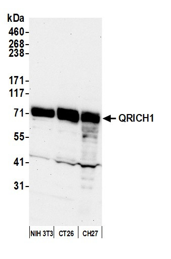 Anti-QRICH1