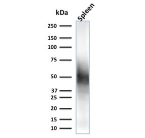 Anti-CD63 / LAMP-3, clone LAMP3/2790