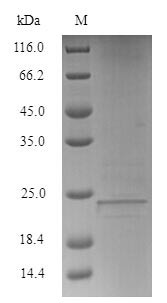 Lymphocyte antigen 6E (LY6E), human, recombinant