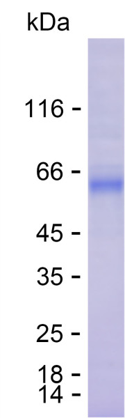 Recombinant Human Argonaute-2 Protein