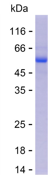 Recombinant Human RESP18 Protein