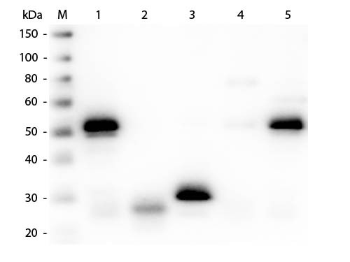 Anti-Rabbit IgG (H&amp;L) (Min X Bv Ch Gt GP Hs Hu Ms Rt &amp; Sh Serum Proteins), DyLight 549 conjugated