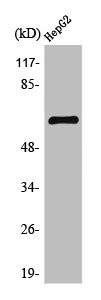 Anti-TESK2