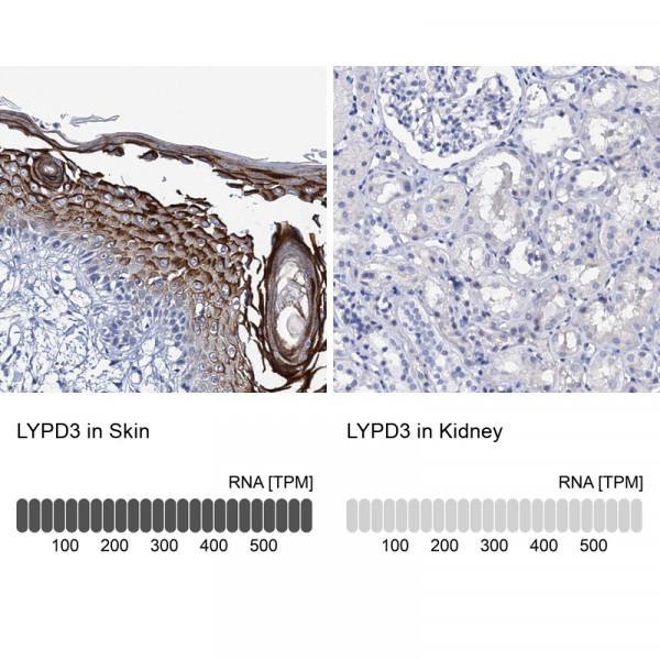 Anti-LYPD3