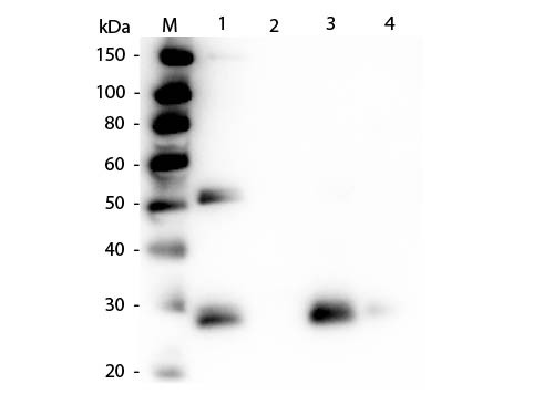 Anti-Rat IgG F(ab&#039;)2 [Rabbit] Alkaline Phosphatase conjugated