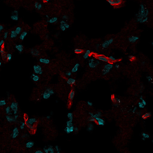 Anti-CD31 / PECAM-1(C31.7), CF568 conjugate, 0.1mg/mL