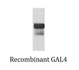 Anti-GAL4 Activation Domain