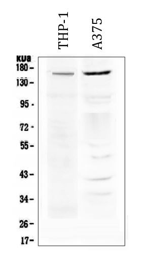 Anti-MDR1 / P Glycoprotein 1
