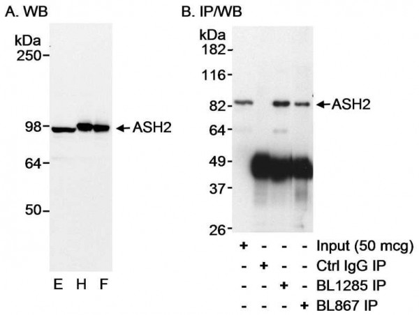 Anti-ASH2