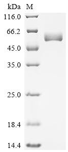 Frizzled-2 (FZD2), partial, human, recombinant