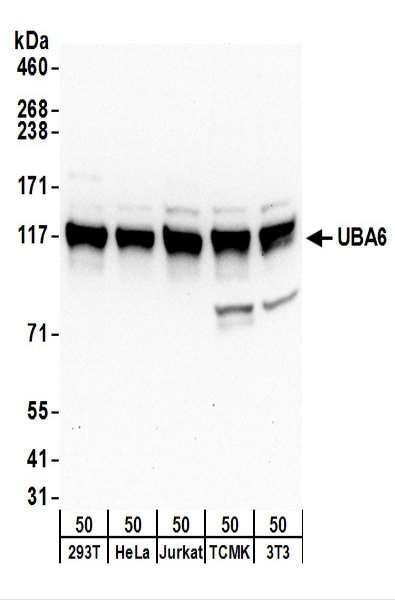 Anti-UBA6