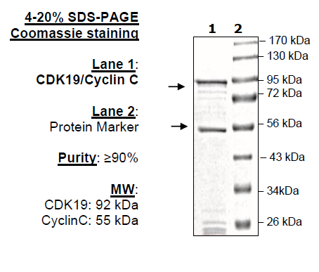 CDK19/Cyclin C, GST-tags