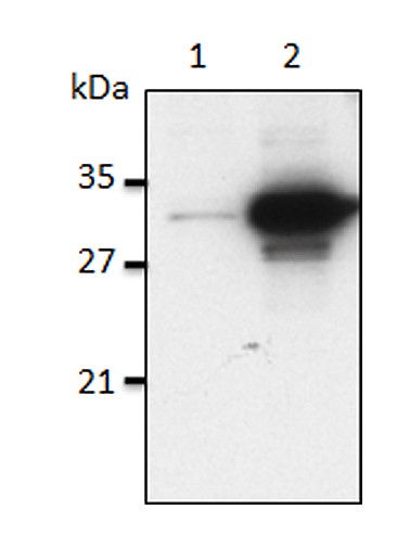 Anti-Interleukin 1 alpha (Il-1alpha), mouse, clone Bamboo-1