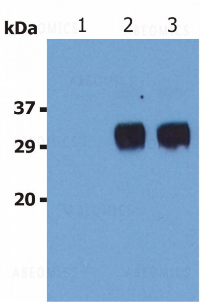 Anti-LST1 Monoclonal Antibody (Clone:LST1/02)