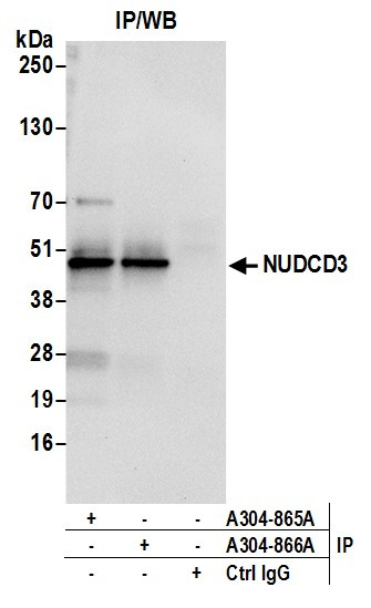 Anti-NUDCD3