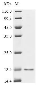 Hemoglobin subunit beta (HBB), recombinant Macaca fascicularis