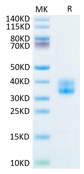 Biotinylated Human 4-1BB/TNFRSF9 Protein