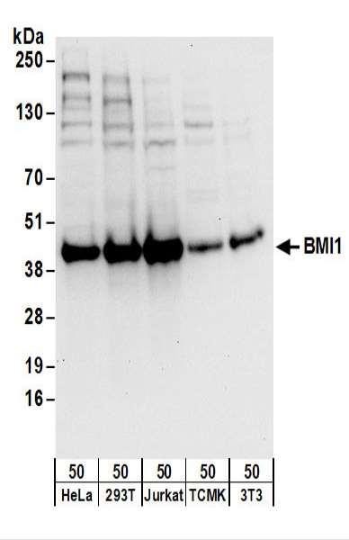 Anti-BMI1