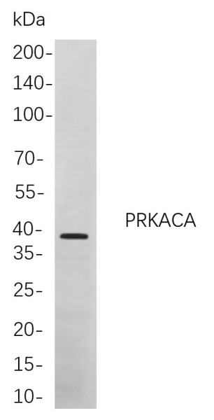 Anti-Recombinant PRKACA, clone 8A3